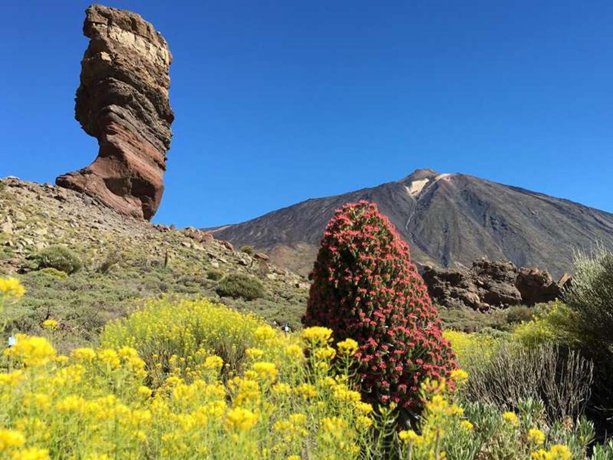 Perfectly Located With Pool * Playa de las Americas (Tenerife)